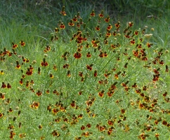 Mexican Hat flowers